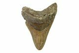 Serrated, Fossil Megalodon Tooth - North Carolina #338594-1